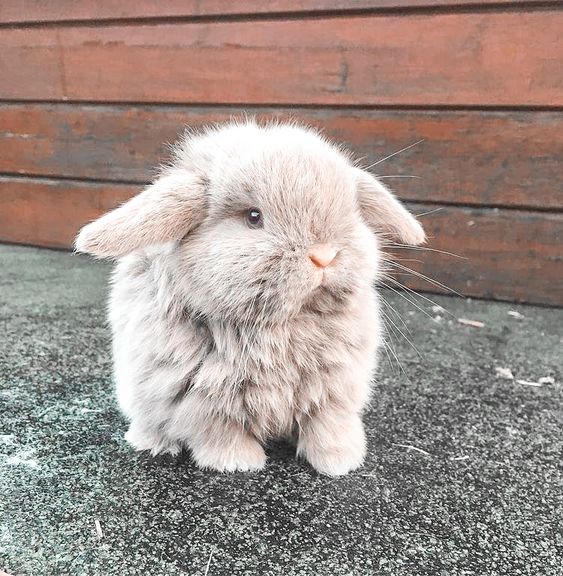 Here’s how to do beauty the vegan way with Hair Gang